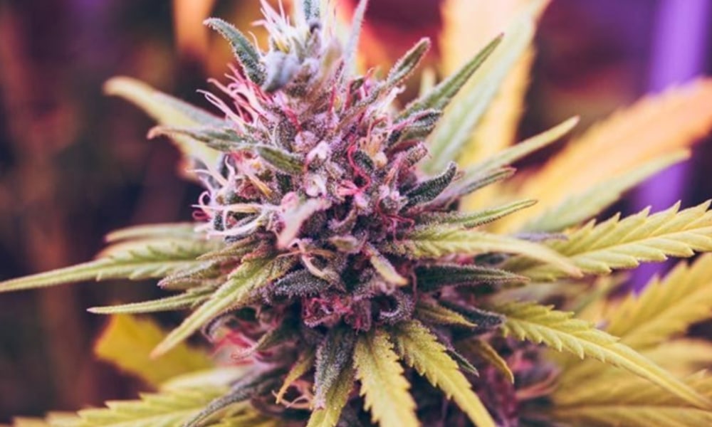 Terpene Profile Effects on Cannabis