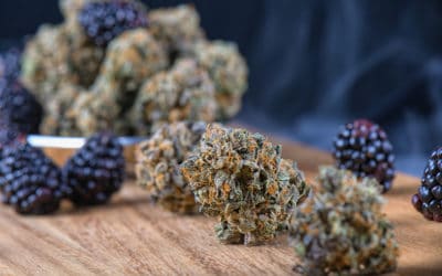 List of Terpenes & Why They’re Important