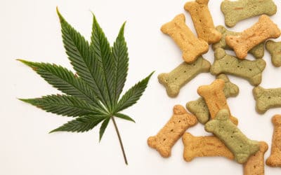 Cannabis Infused Treats For Older Dogs