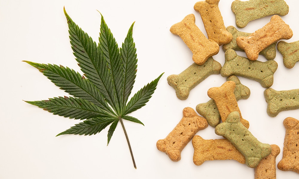 Cannabis Infused Treats For Older Dogs