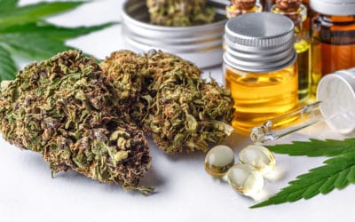 Top CBD Strains To Look For